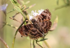 Ebrietas anacreon