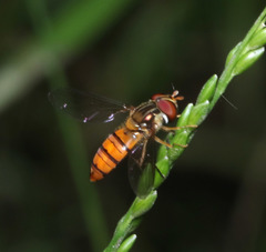 Episyrphus viridaureus