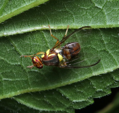Bactrocera cacuminata