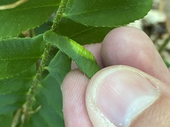 Taphrina polystichi