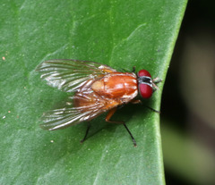 Dichaetomyia