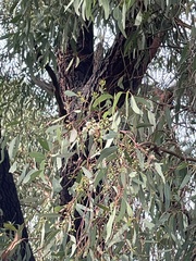 Eucalyptus