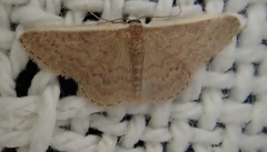Idaea inversata