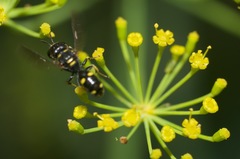 Ectemnius stirpicola