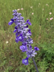 Salvia farinacea