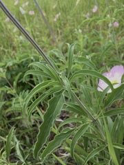 Salvia farinacea