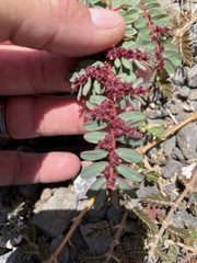 Euphorbia anthonyi