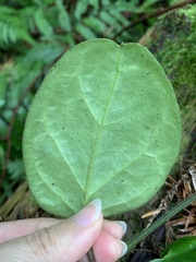 Vincetoxicum hirsutum