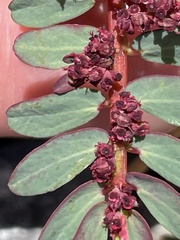 Euphorbia anthonyi