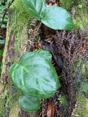 Vincetoxicum hirsutum