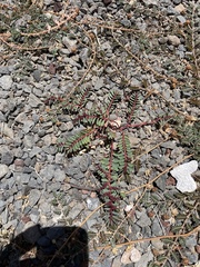Euphorbia anthonyi