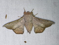 Cicinnus melsheimeri