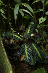 Goeppertia dressleri