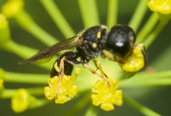 Ectemnius stirpicola