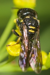 Ectemnius stirpicola