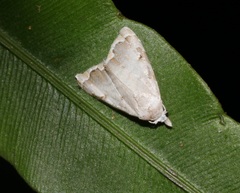 Nola marginata