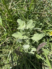 Pseudoconyza viscosa