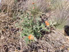 Sphaeralcea
