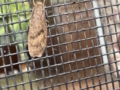 Lambula obliquilinea