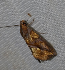 Plusiodonta coelonota