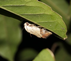 Pseudeustrotia semialba