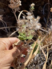 Brickellia peninsularis