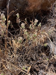 Brickellia peninsularis
