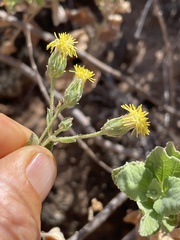 Brickellia peninsularis
