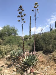 Agave murpheyi
