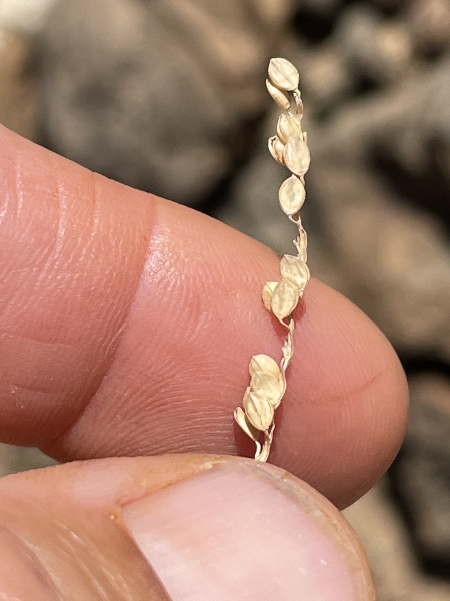 Paspalum longum