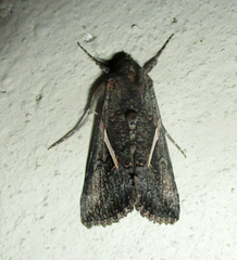 Vittaplusia vittata