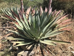 Agave murpheyi