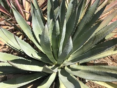 Agave murpheyi