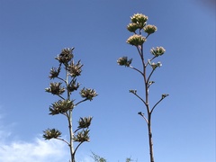 Agave murpheyi