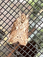 Nycteola indica