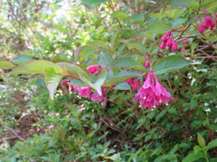 Weigela floribunda