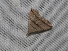 Lysimelia neleusalis