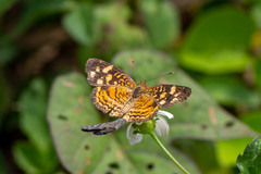 Anthanassa frisia