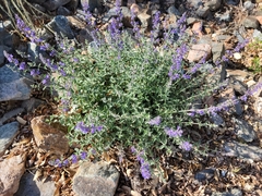 Lamiaceae