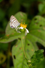Leptotes cassius