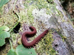 Macroperipatus torquatus