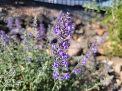 Lamiaceae