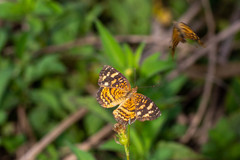Anthanassa frisia