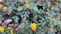 Berberis aquifolium