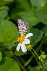 Leptotes cassius