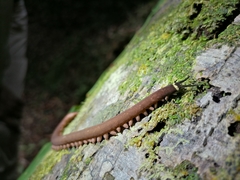 Macroperipatus torquatus