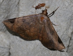 Mecodina praecipua