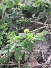 Medicago lupulina