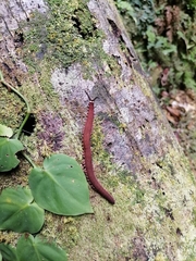 Macroperipatus torquatus