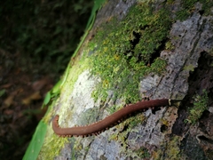 Macroperipatus torquatus